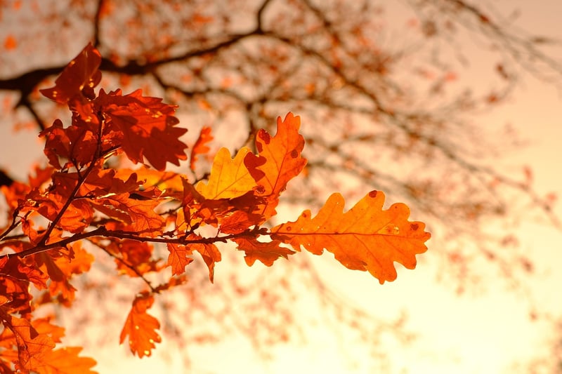 Foliage-Inspired