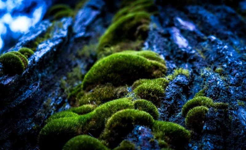 Tree Bark Texture
